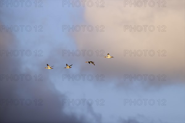 Red-breasted Merganser (Mergus serrator), small flock in flight, Laanemaa, Estonia, Europe