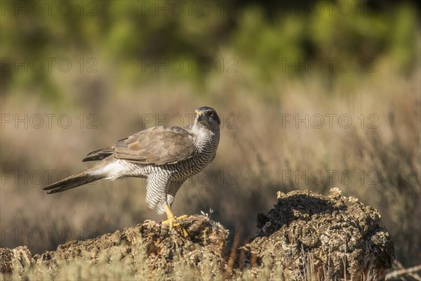 Northern goshawk (Accipiter gentilis), Extremadura, Castilla La Mancha, Spain, Europe