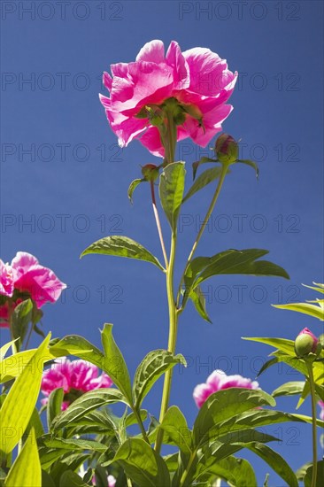 Close-up and underside view of backlit pink perennial herbaceous Paeonia, Peony flower against blue sky in late spring, Quebec, Canada, North America