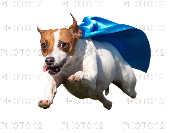 Happy flying jack russell terrier puppy dog with blue cape flying up in the air. transparent PNG
