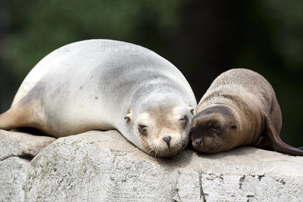 California sea lion (Zalophus californianus), An adult sea lion and a juvenile showing love and bonding while cuddling on a rock