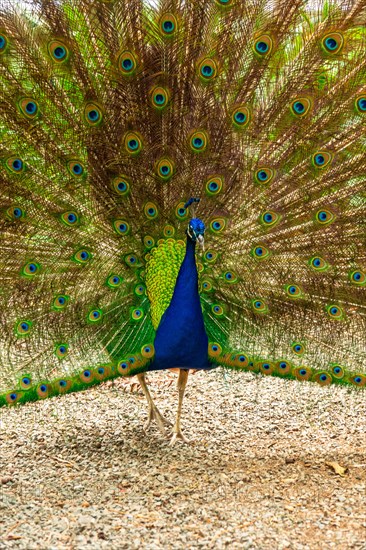 Indian male peacock open because he is in heat looking for females in a botanical garden