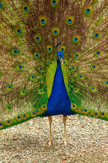 A peacock is standing in the dirt with its tail spread out. The bird is surrounded by a variety of colors, including green and blue. The scene is peaceful and serene