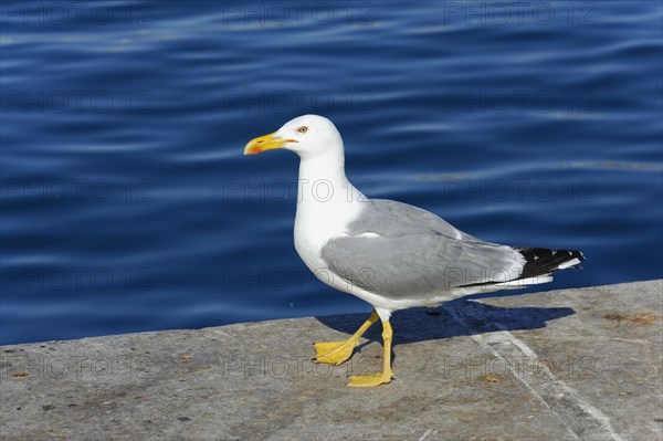 Yellow-legged gull (Larus michahellis), Marseille, Gull standing on a harbour dam with sea and sky in the background, Marseille, Bouches-du-Rhone department, Provence-Alpes-Cote d'Azur region, France, Europe