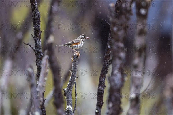 Redwing (Turdus iliacus) in the rain with earthworms in its beak, Varanger, Finnmark, Norway, Europe