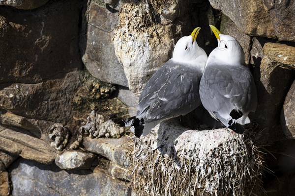 Black-legged kittiwake (Rissa tridactyla), adult pair courts on nest, Varanger, Finnmark, Norway, Europe