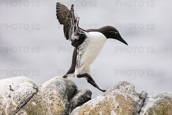 Common guillemot (Uria aalge) jumping on rocks, Hornoya Island, Vardo, Varanger, Finnmark, Norway, Europe