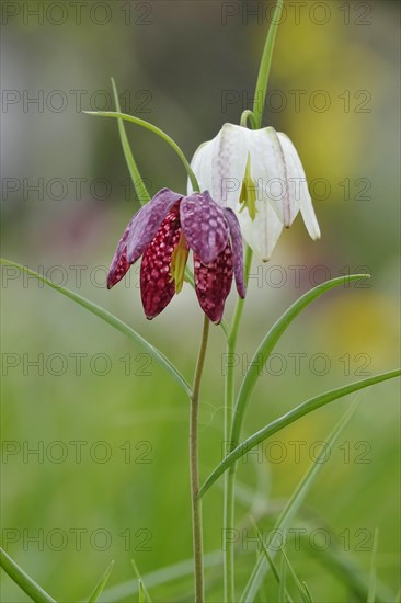 Charming chequerboard flower, spring, Germany, Europe