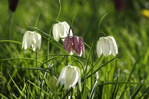 Enchanting chequerboard flowers, April, Germany, Europe