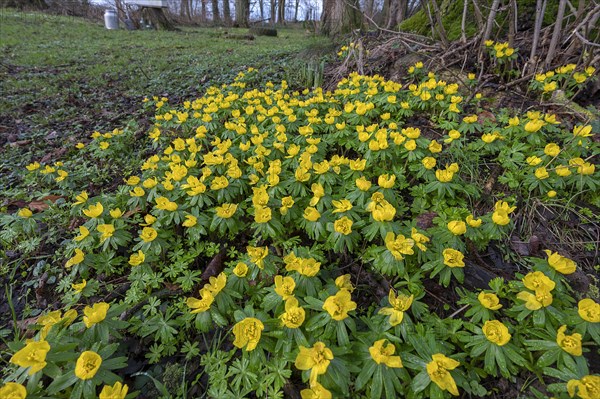 Blooming winter aconites (Eranthi) with raindrops in a park, Mecklenburg-Vorpommern, Germany, Europe