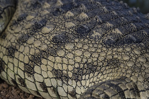 Nile crocodile (Crocodylus niloticus) Mziki Private Game Reserve, North West Province, South Africa, Africa