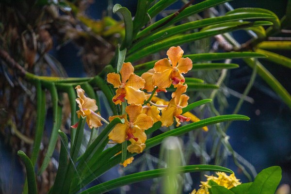 Jardin Botaniqu de Deshaies, botanical garden with flora and fauna in Guadeloupe, Caribbean, French Antilles