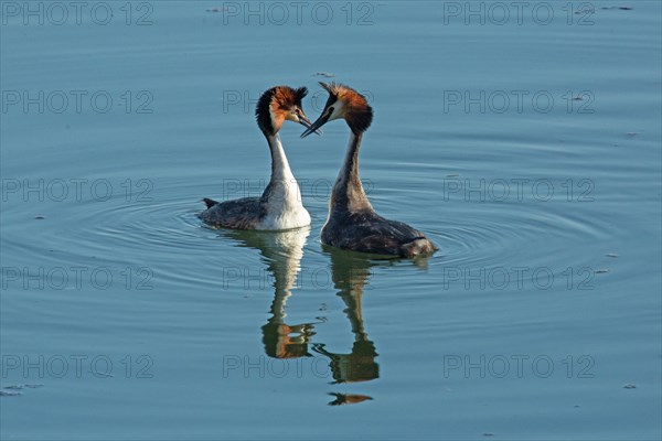 Great crested grebe two adult birds in water with mirror image courtship swimming next to each other facing each other