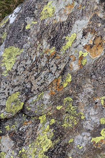 Lichens and fungi on stone, Snowdonia National Park near Pont Pen-y-benglog, Bethesda, Bangor, Wales, Great Britain