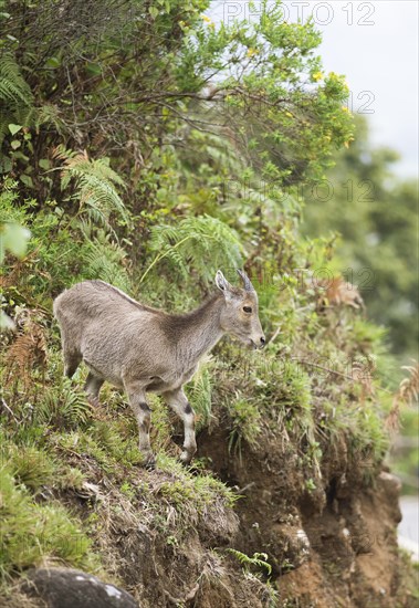 Nilgiri tahr (Nilgiritragus hylocrius, until 2005 Hemitragus hylocrius) or endemic goat species in Eravikulam National Park, juvenile, Kannan Devan Hills, Munnar, Kerala, India, Asia