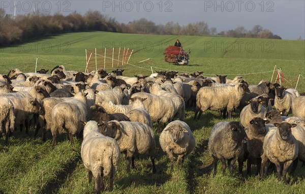 Black-headed domestic sheep (Ovis gmelini aries) waiting in the pen for the new pasture, behind preparation for pasture fencing, Mecklenburg-Western Pomerania, Germany, Europe