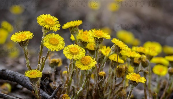 Yellow flowers grow between dry woods, medicinal plant coltsfoot, Tussilago farfara, KI generated, AI generated