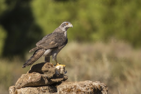 Northern goshawk (Accipiter gentilis), Extremadura, Castilla La Mancha, Spain, Europe