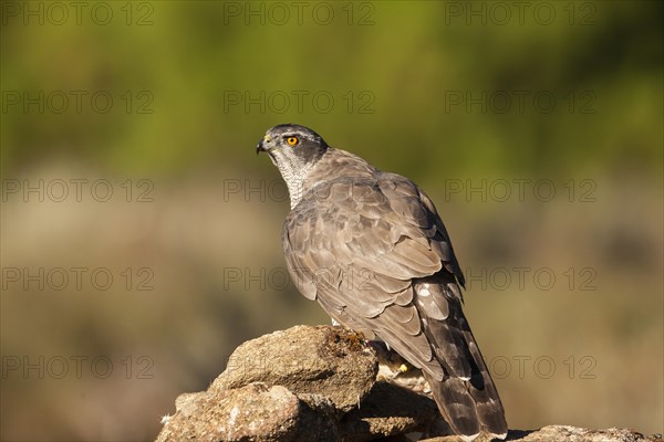 Northern goshawk (Accipiter gentilis) female, Extremadura, Castilla La Mancha, Spain, Europe