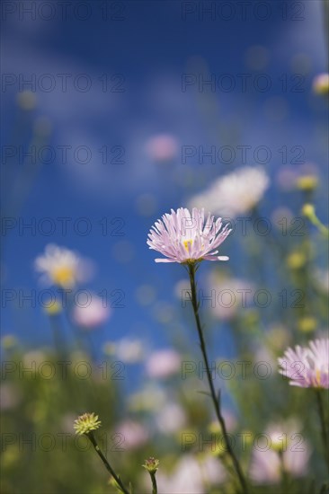 Close-up of mauve Erigeron, Fleabane flowers against a blue sky in late summer, Quebec, Canada, North America