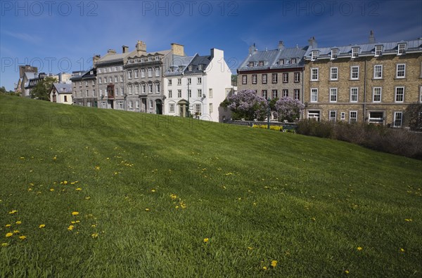 Old historical architectural residential buildings on Saint-Denis avenue in Upper Town and sloped green grass field with yellow Taraxacum officinale, Dandelion flowers in spring, Old Quebec City, Quebec, Canada, North America