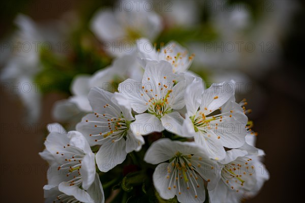 The white blossoms of a sweet cherry (Prunus avium) on a cherry tree, Jena, Thuringia, Germany, Europe