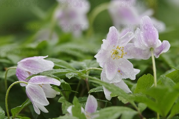 Enchanting wood anemones, spring, Germany, Europe