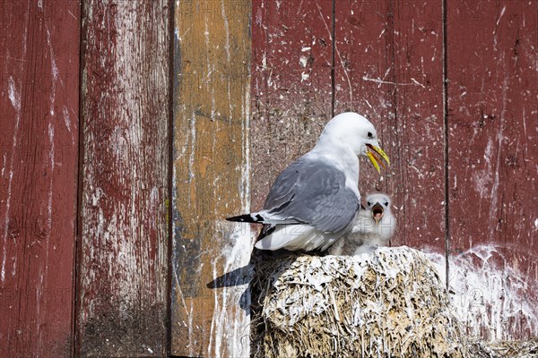 Kittiwake (Rissa tridactyla) with chicks panting on nest on house facade, Vardo, Varanger, Finnmark, Norway, Europe