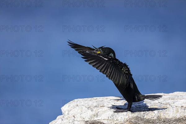 Common shag (Phalacrocorax aristotelis) flapping its wings, Hornoya Island, Vardo, Varanger, Finnmark, Norway, Europe