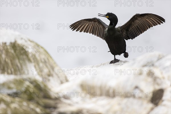 Common shag (Phalacrocorax aristotelis) drying its feathers, Hornoya Island, Vardo, Varanger, Finnmark, Norway, Europe