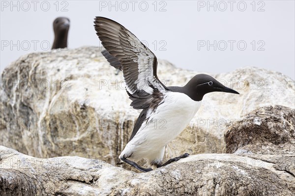 Common guillemot (Uria aalge) walking on rocks, Hornoya Island, Vardo, Varanger, Finnmark, Norway, Europe