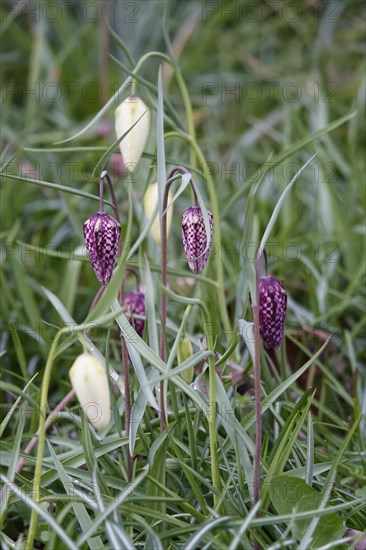 Charming chequerboard flower, spring, Germany, Europe