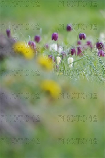 Charming chequerboard flower, spring, Germany, Europe