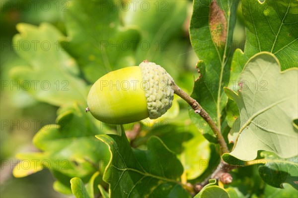 Close-up of a green acorn, unripe fruit of the English oak (Quercus pedunculata) or summer oak or english oak (Quercus robur) surrounded by oak leaves, oak leaves, Niederhaverbeck, hike to Wilseder Berg, nature reserve, Lueneburg Heath nature park Park, Lower Saxony, Germany, Europe