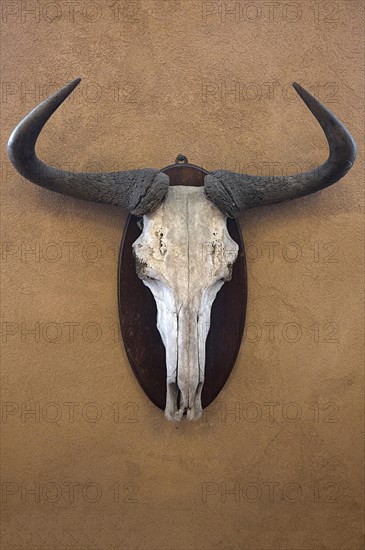 Hunting trophy of a wildebeest skull on a wall, shot in 1912 in the former German South West Africa, Mecklenburg-Western Pomerania, Germany, Europe