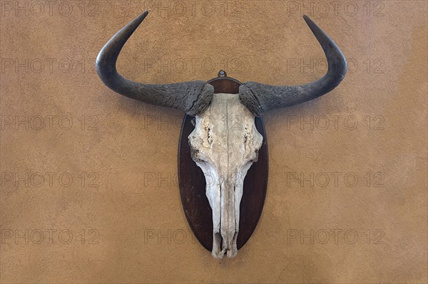 Hunting trophy of a wildebeest skull on a wall, shot in 1912 in the former German South West Africa, Mecklenburg-Western Pomerania, Germany, Europe
