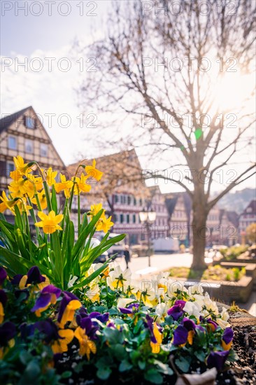 Spring flowers in bloom with half-timbered houses in the sunny town centre, Calw, Black Forest, Germany, Europe