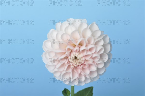 Dahlia pompom on blue background