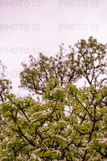 Branches of a pear tree (Pyrus communis) with white blossoms, Neubeuern, Germany, Europe
