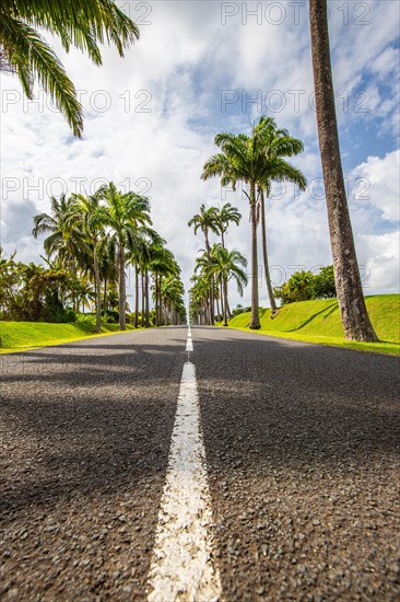 The famous palm avenue l'Allee Dumanoir. Landscape shot from the centre of the street into the avenue. Taken during a fantastic sunset. Grand Terre, Guadeloupe, Caribbean, North America