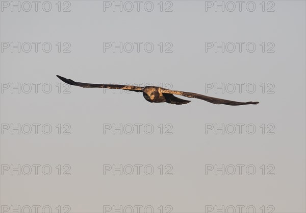 Western marsh-harrier (Circus aeruginosus), Extremadura, Castilla La Mancha, Spain, Europe