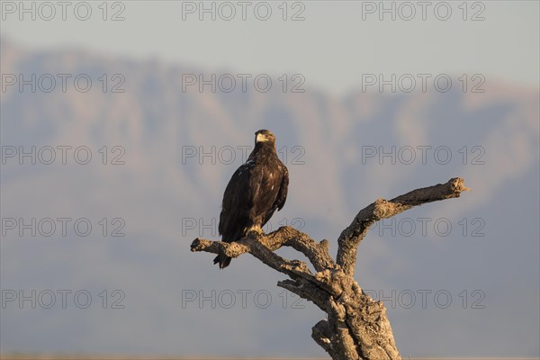 Iberian Eagle, Spanish Imperial Eagle (Aquila adalberti), Extremadura, Castilla La Mancha, Spain, Europe