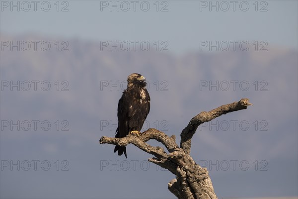 Iberian Eagle, Spanish Imperial Eagle (Aquila adalberti), Extremadura, Castilla La Mancha, Spain, Europe