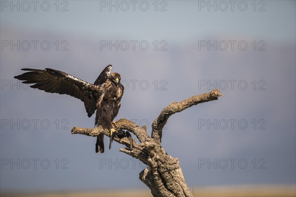 Iberian Eagle, Spanish Imperial Eagle (Aquila adalberti), Extremadura, Castilla La Mancha, Spain, Europe