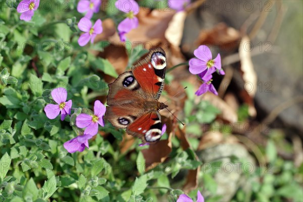 European peacock (Aglais io), butterfly, animal, wings, colourful, flowers, The peacock butterfly sits with spread wings on pink flowers