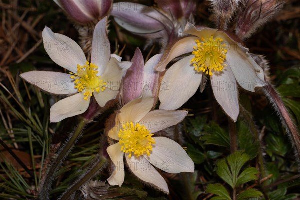 Spring pasque flower three open pink flowers on top of each other