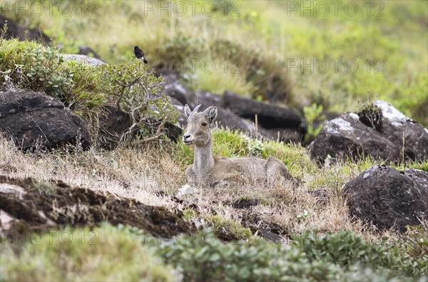 Nilgiri tahr (Nilgiritragus hylocrius, until 2005 Hemitragus hylocrius) or endemic goat species in Eravikulam National Park, juvenile, Kannan Devan Hills, Munnar, Kerala, India, Asia