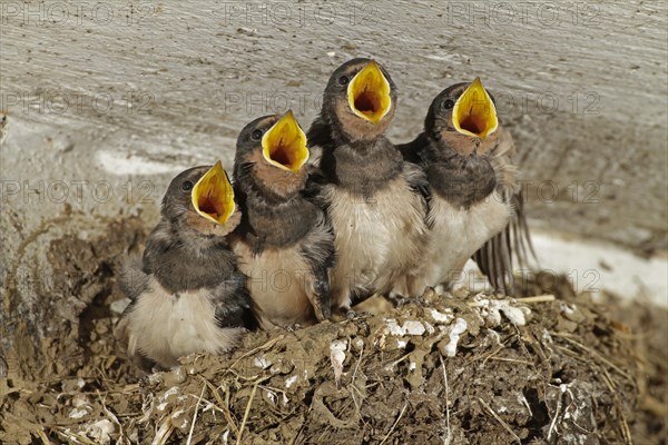 Barn Swallow (Hirundo rustica), young, nest