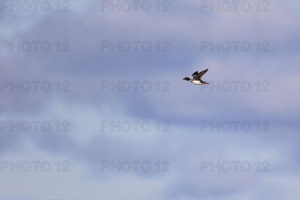 Common goldeneye (Bucephala clangula), female in flight, Laanemaa, Estonia, Europe