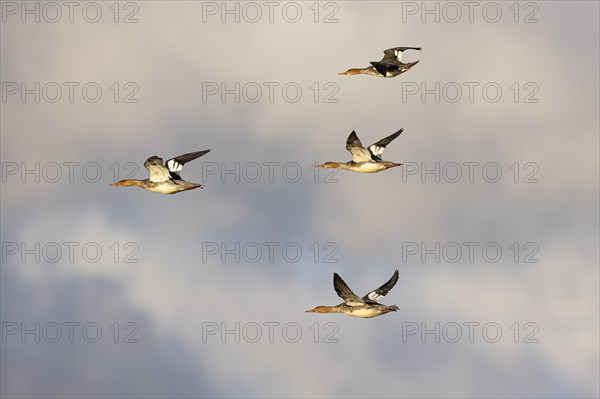 Red-breasted Merganser (Mergus serrator), small flock in flight, Laanemaa, Estonia, Europe